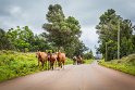 075 Paaseiland, wilde paarden